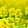 アブラナ科の花が咲いている