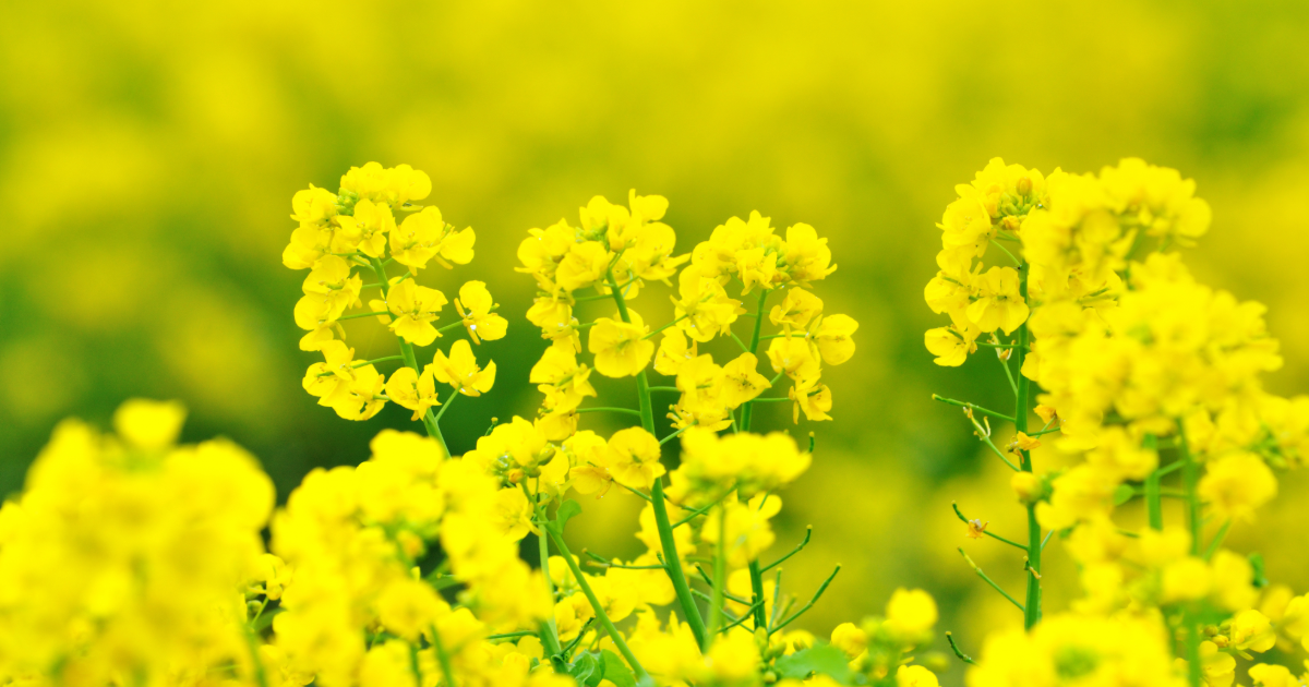 アブラナ科の花が咲いている