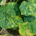 植物に病気が出ている