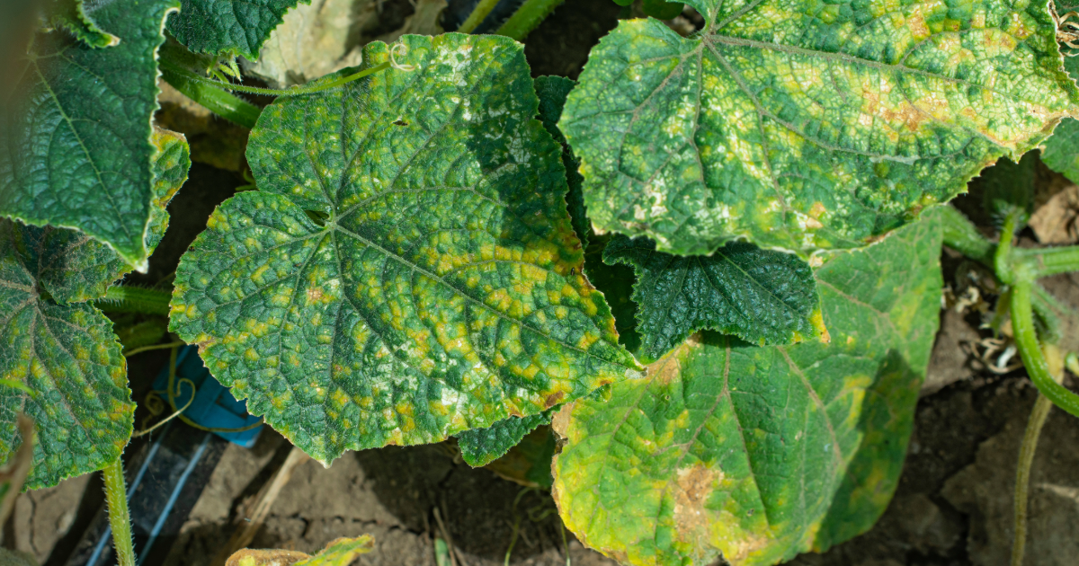 植物に病気が出ている